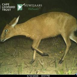 Common duiker